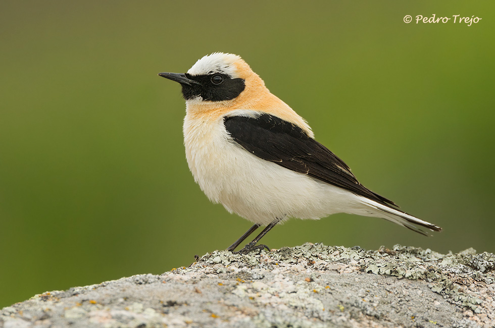 Collalba rubia (Oenanthe hispanica)